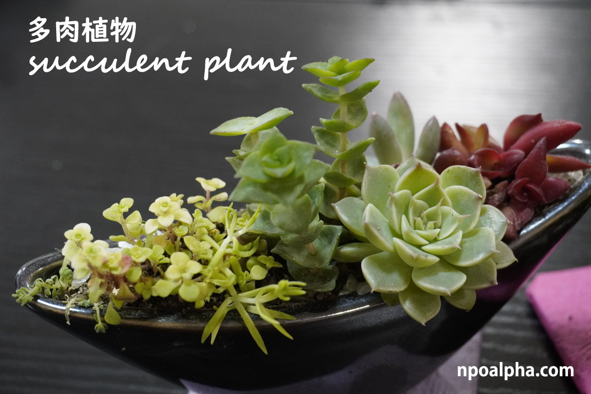 多肉植物NPO法人アルファー