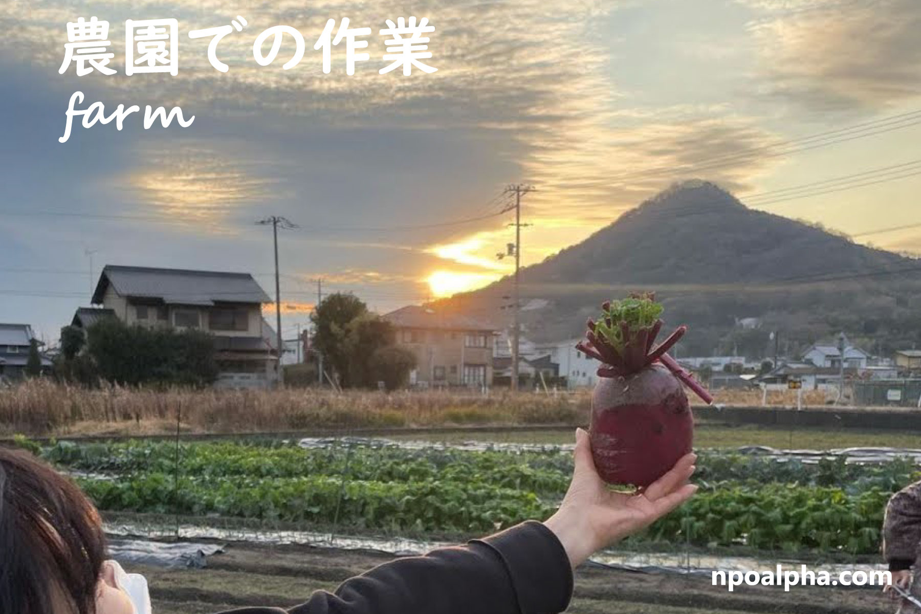 NPO法人アルファー農園の収穫